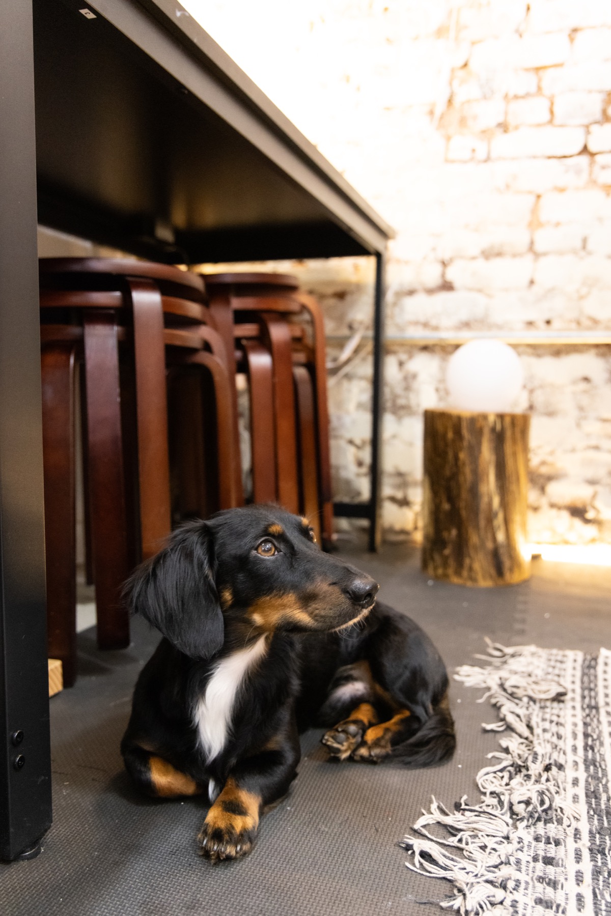 Dewey resting beneath a work table at Rader Art Studios