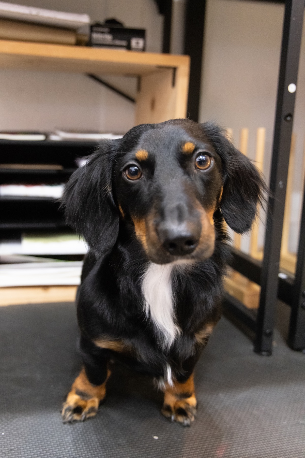 Dewey, Ashley Rader's black and tan dachshund, looking toward the camera in the studio