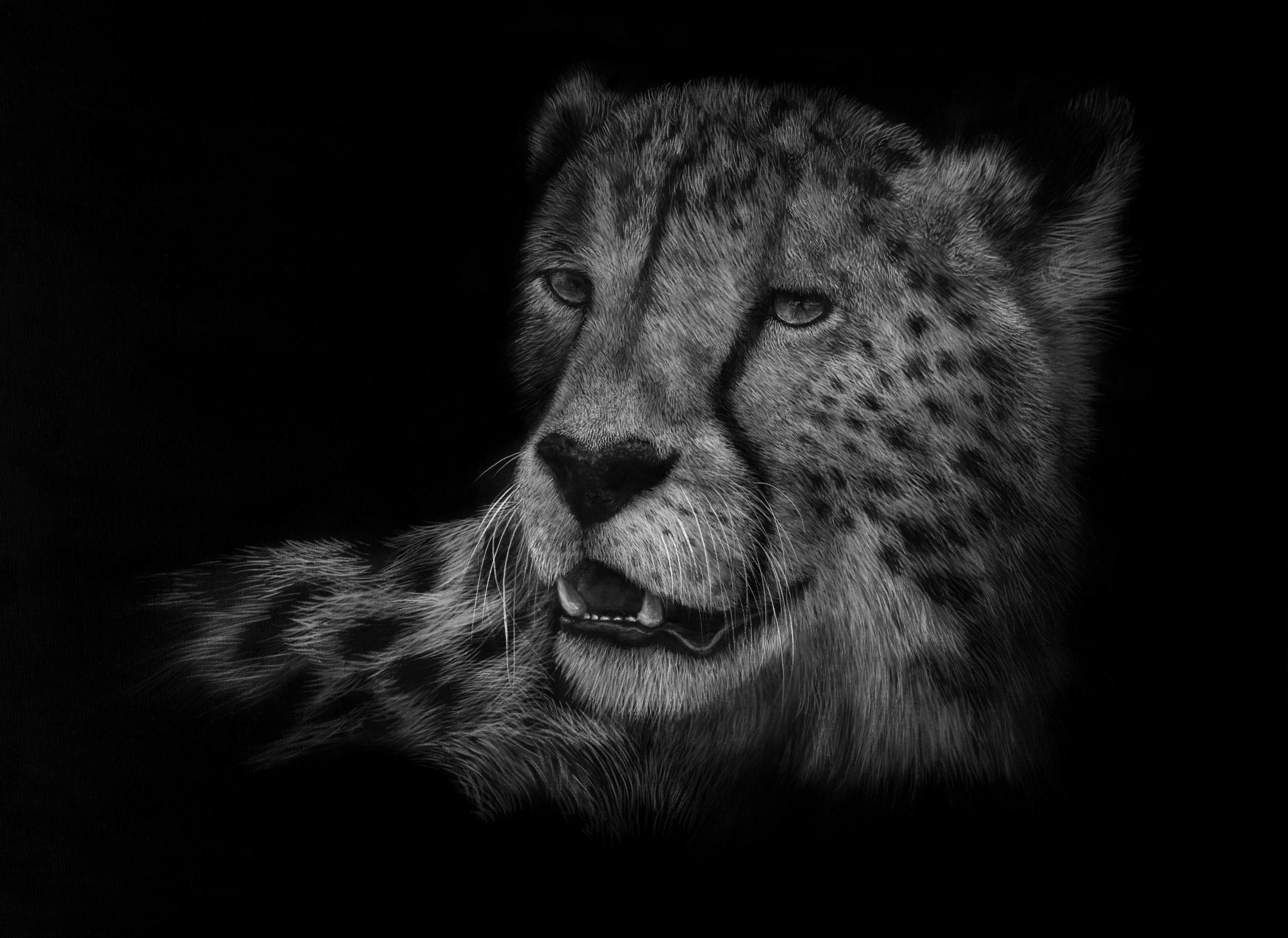 Cheetah study, independent wildlife artwork by Ashley Rader